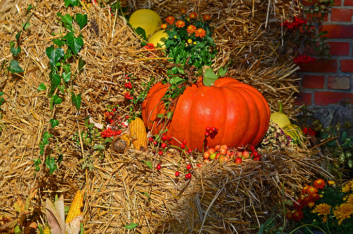 žetva, Žetvene svečanosti, bundeve, jesen, jesenskih plodova, Zlatna jesen bundeva, dan zahvalnosti