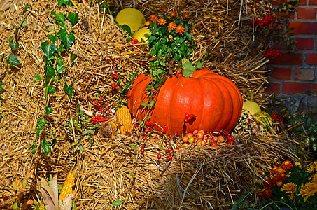 harvest, harvest festival, pumpkin, autumn, autumn fruits, golden autumn pumpkins, thanksgiving