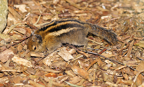 rodent, croissant, chipmunk, nager, cute, animal, animal world