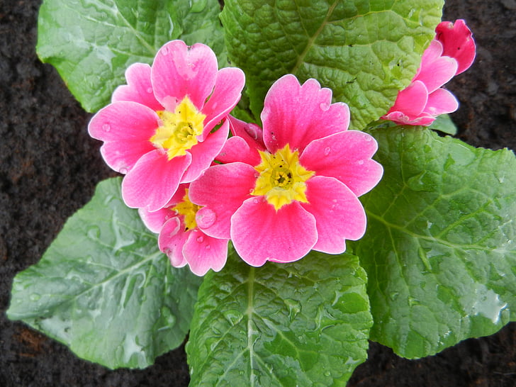 flower, spring, garden, plant
