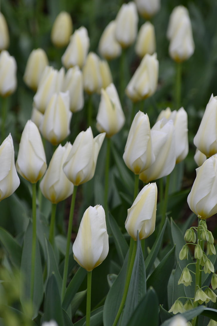 tulpė, balta, balta gėlė, pavasarį, pavasario pabudimo, sodas, žiedų