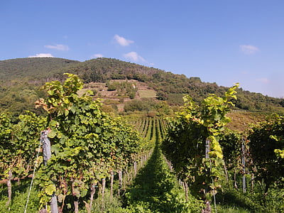 vino nuevo, vino, Vintage, cosecha del vino, uvas, colina, Palatinado