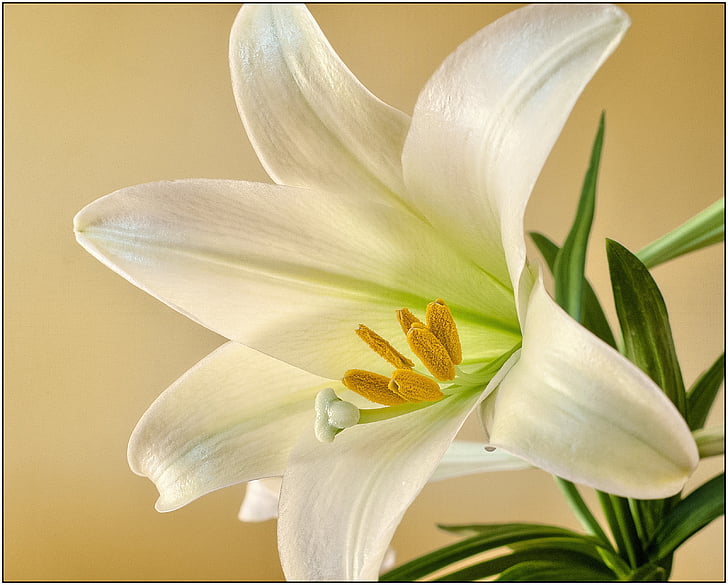 Paskah, Lily, bunga, musim semi, tanaman, mekar, putih