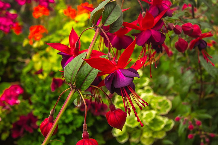 flowers, nature, spring, garden