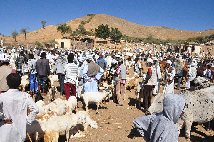 marché des animaux, l’Érythrée, Keren