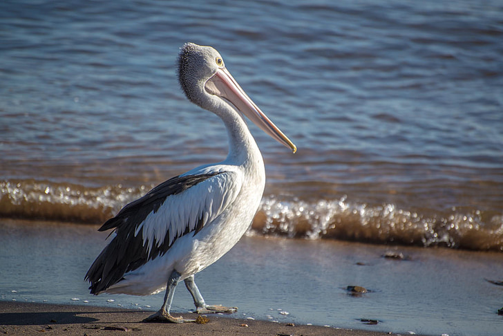 Pelican, pájaro, Australia, Océano, Playa, Sydney, naturaleza