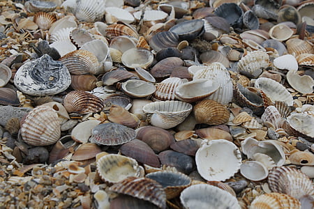 mussels, beach, mussel shells, sea