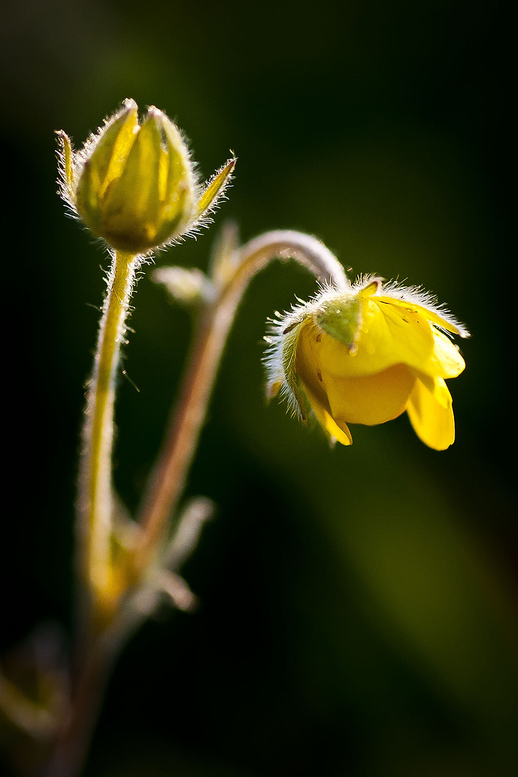 flower, macro, yellow