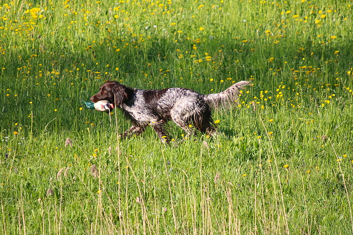 meadow, dog, retrieve, plastic duck, dog training