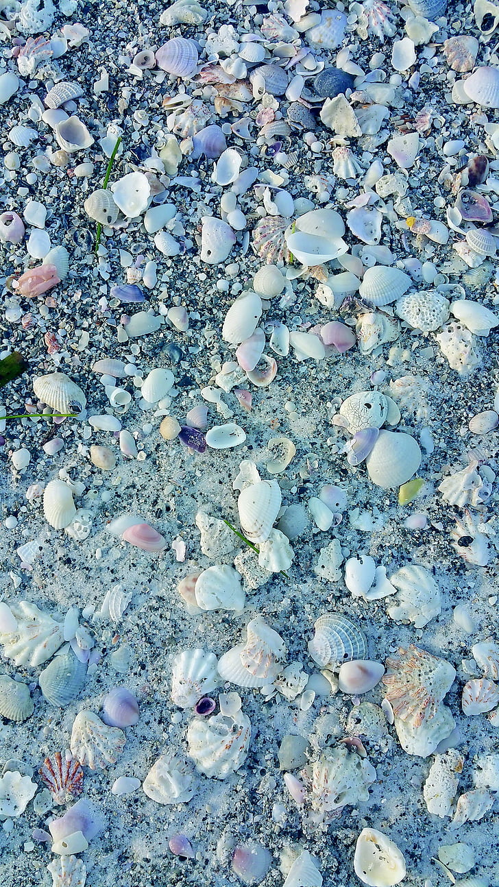cáscaras de, conchas de mar, mar, Océano, naturaleza, Marina, Seashell