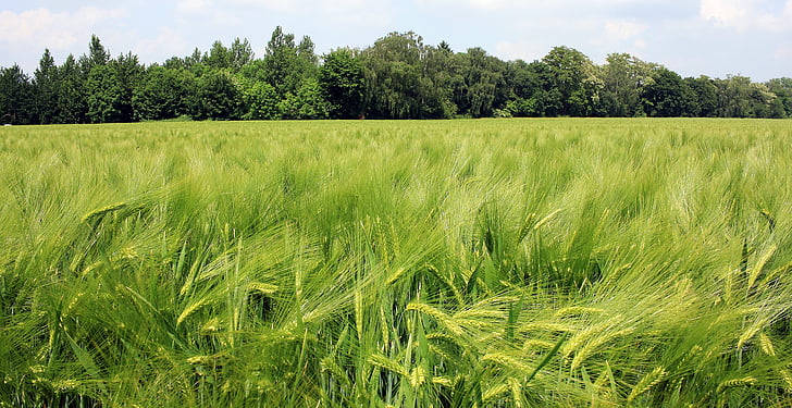 barley field, barley, cereals, field, agriculture, grain, spike