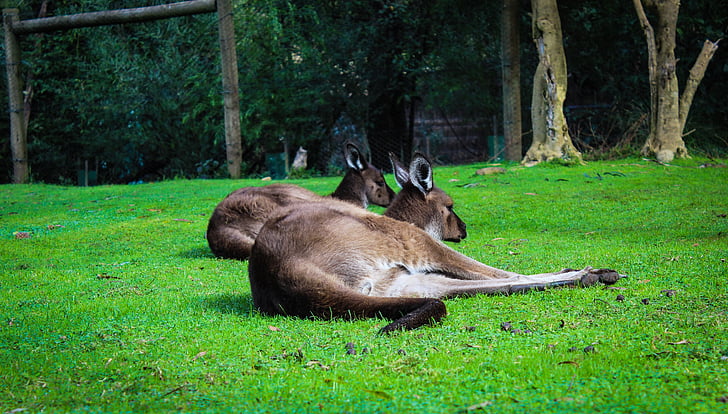 kengurut, eläimet, Australia