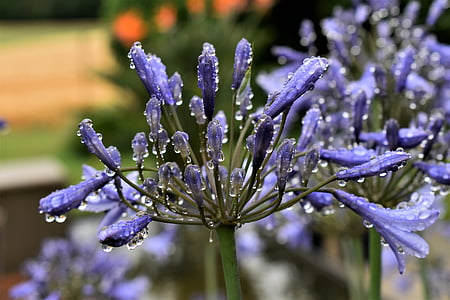 rotaslietas Lilijas, zila, zieds, Bloom, augu, puķe, vasaras