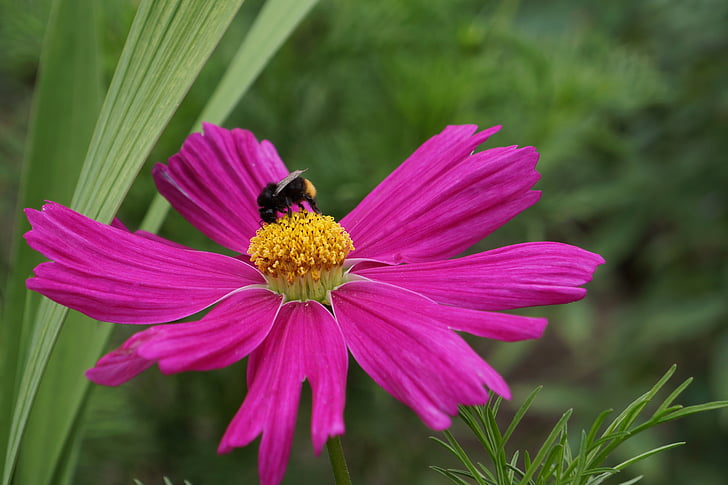 Cosmos λουλούδι, εύθραυστο λουλούδι, μελισσών στην άνθιση, το καλοκαίρι