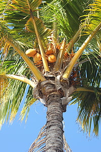 palmy, kokosowy, drzewo, ile, wakacje