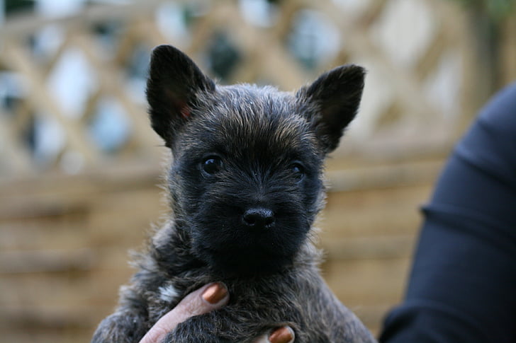 cairn terriers, dog, puppy