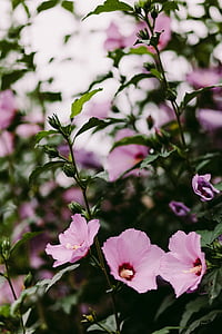 κοινή Ζεφ γ., ροζ, ματζέντα, λουλούδι, φύση, άνθιση, Κήπος