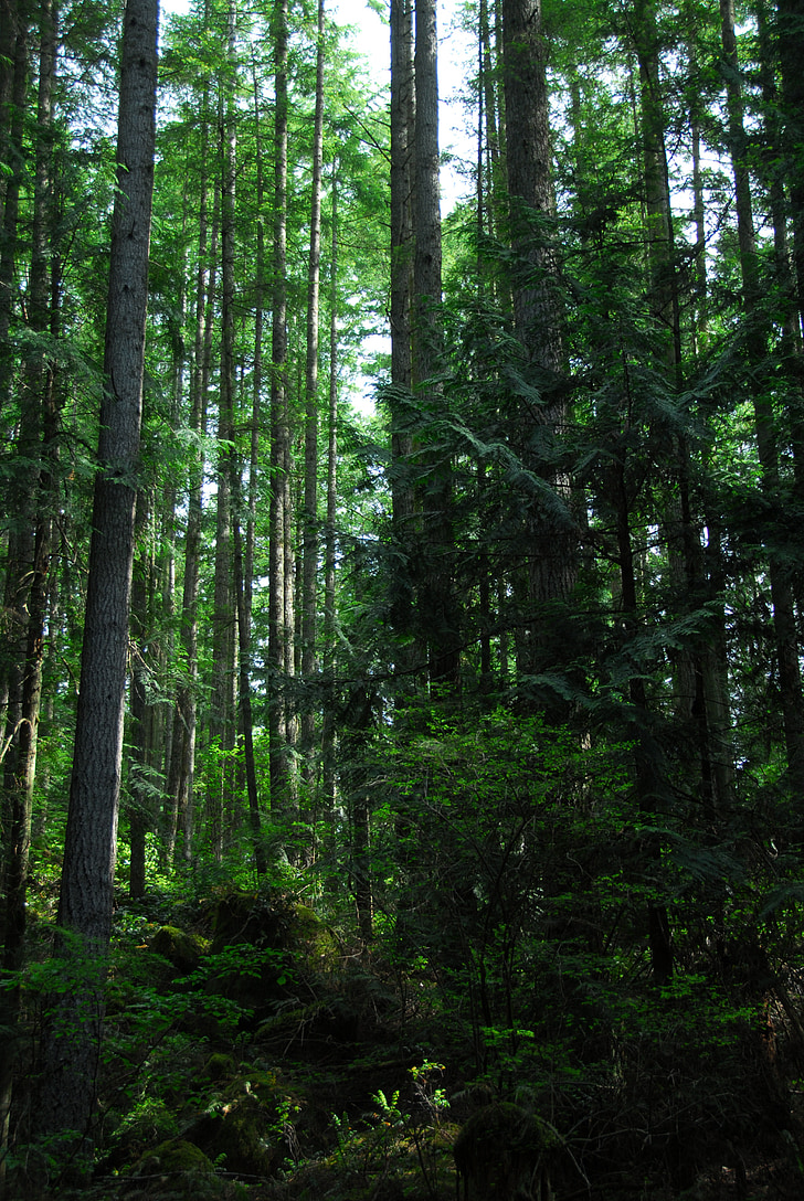 lasu, drzewa, środowisko, naturalne, Woods, ekologia, zielony