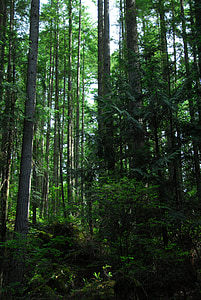 гора, дървета, околна среда, естествени, Уудс, Екология, Грийн