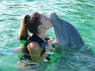 dolphin, margarita island, venezuela, fun, sea, water, summer