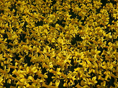 påskliljor, Osterglocken, blomma, Anläggningen, blommor, våren, gul