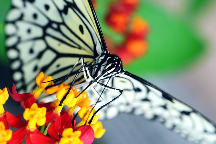 Бяла baumnymphe, идея leukonoe, пеперуда, бяло, Бяла Черно, насекоми, крило