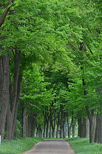 обсаженной деревьями авеню, лес, проспект, деревья, от отеля, Лето, Природа