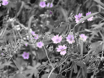 花, 紫, ライラック, 草, フィールド