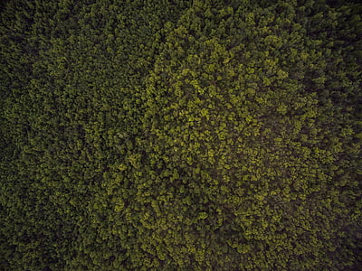 aerial, dark green, environment, forest, landscape, nature, trees