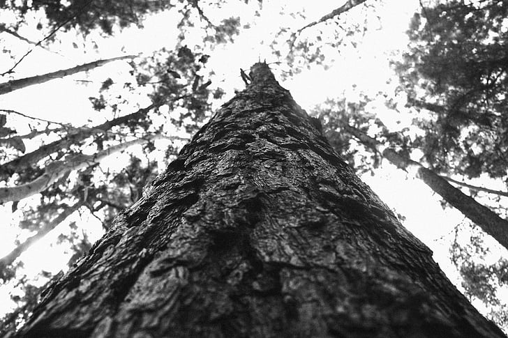 trær, bark, skog, skogen, natur, svart-hvitt, treet