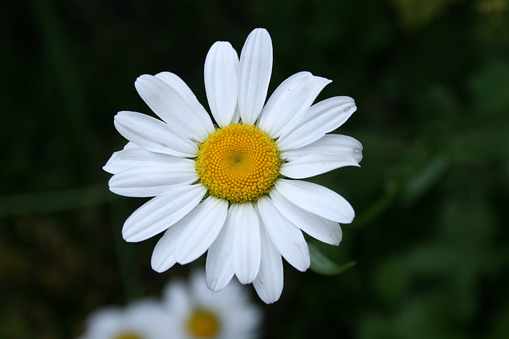 Daisy, blomst, engen blomst, natur, hvid, sommerblomster, sommer
