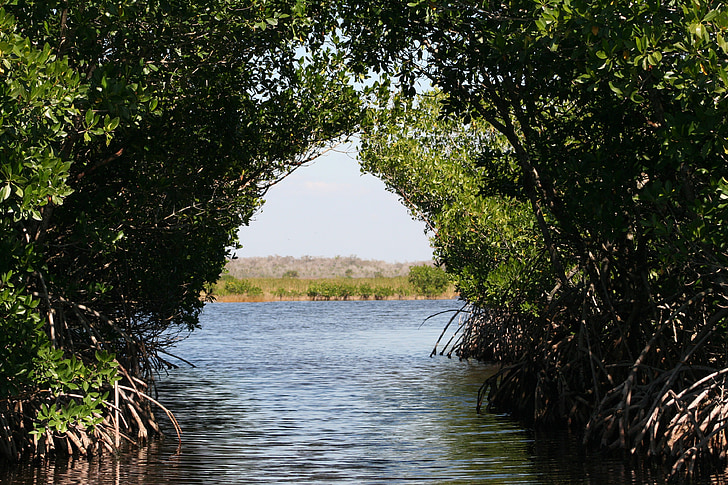 Everglades, mangrovníky, rašeliniská