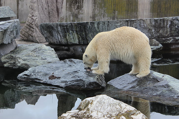 urso polar, urso, jardim zoológico, animal