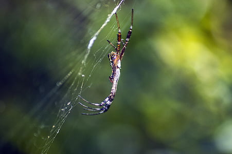 spider, green, ins, insect, bug, wildlife, spiderweb