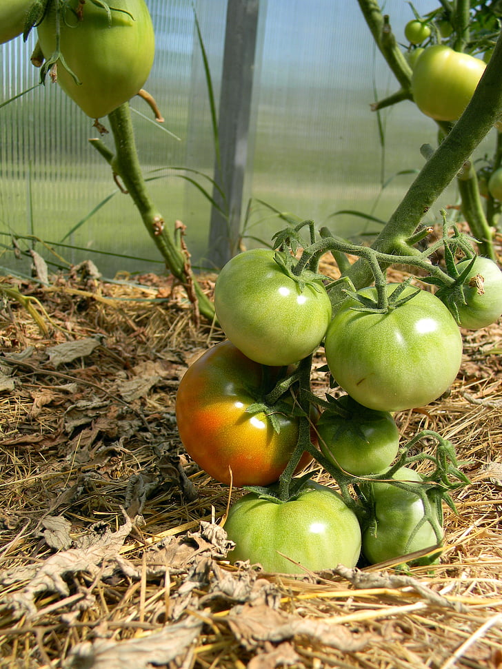 kasvuhoonegaaside, tomatid, toitumine, toidu, taimetoitlus, köögiviljad, kasutada