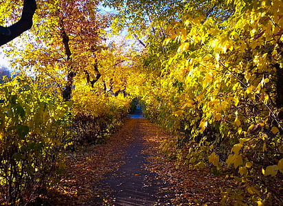 automne, Journée, Parc, ruelle, route, arbres