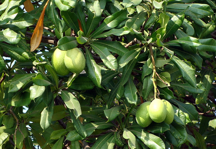 Meer-mango, Madagaskar-Tortur-Bohne, Odollam Baum, Rosa-eyed cerbera, Hund-bane, Cerbera manghas, Lobelia