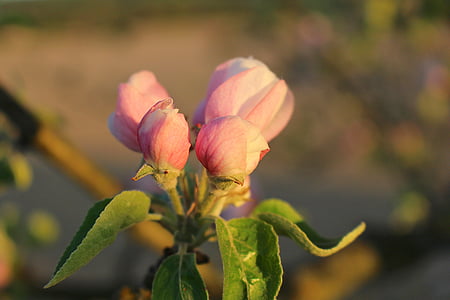 flor, flor, árvore de maçã, flor de maçã, flores de árvore de maçã