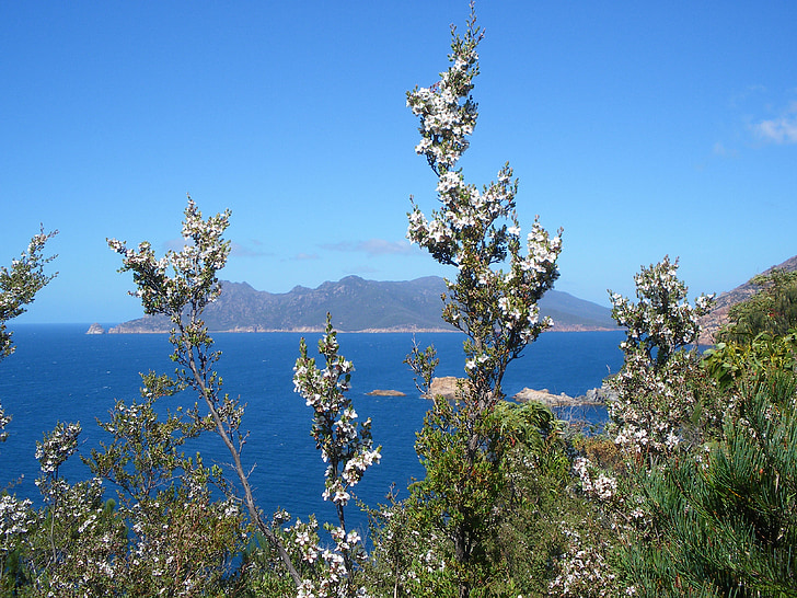 australia, ocean, flowers