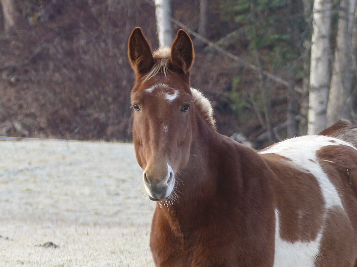 Quarter horse, Malovaný kůň, zvíře, savec, Farma zvířat, počátkem zimy, rané zimy