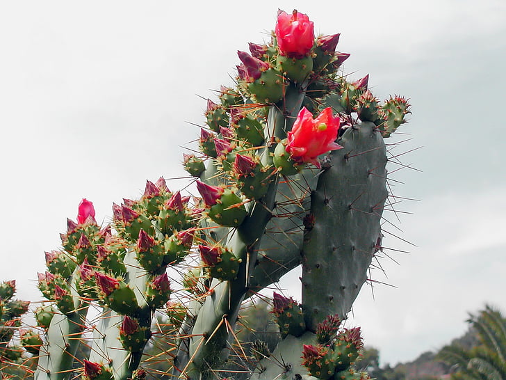 cactus, prickly pear, quills, flowers, red, wild flower, flowering