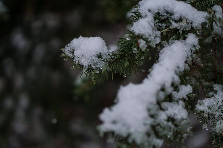 green, pine, tree, filled, snow, plant, nature