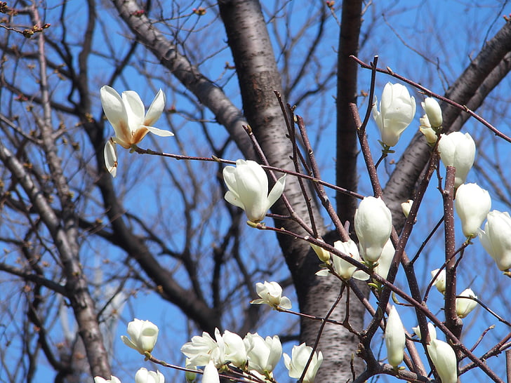 Magnolia, virágok, fa