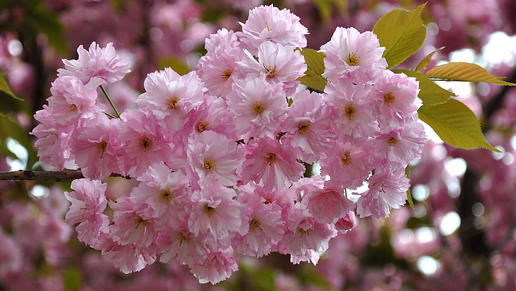 Japonia cherry, wiosna, kwitnące drzewa