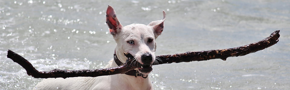 dog, batons, play, retrieve, movement, sea, beach