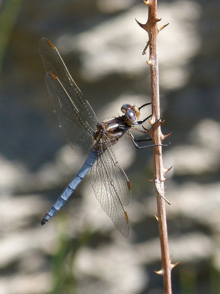 Dragonfly, sinine dragonfly, tiibadega putukas, parv, orthetrum cancellatum