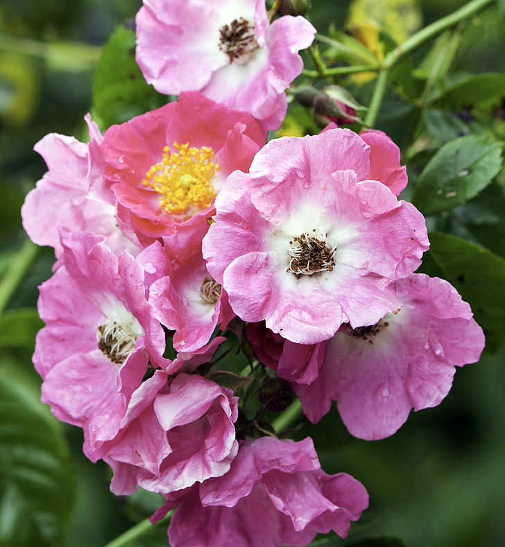 flores, flores, -de-rosa, cachorro rosa, pétalas, muito, natureza