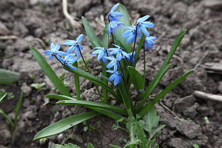 fiori blu, primavera, fiore del giardino, fiori di primavera, primo piano