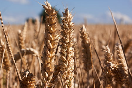 ear, cereals, infructescence, staple food, grain, cornfield, field