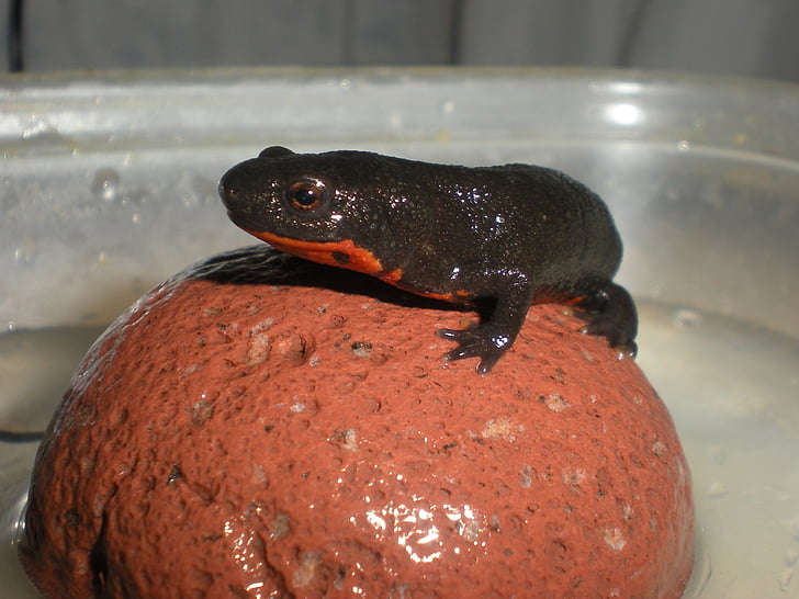 Salamander, brann-bellied Salamander, amfibier, beskyttet, dyr, natur, dyreliv